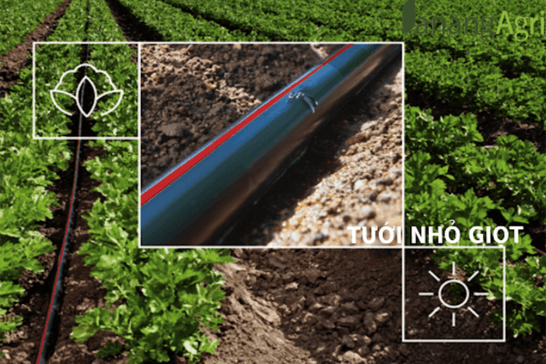 Tưới nước dưới rễ cây trồng