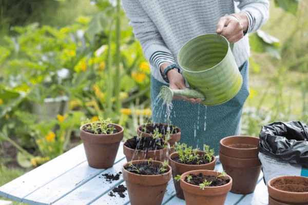 Tưới nước vào buổi sáng và buổi chiều